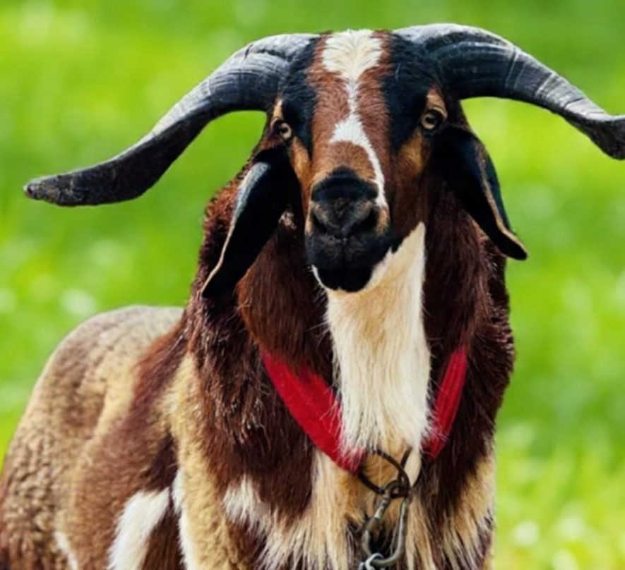 Ettayapuram Mayilambadi goat