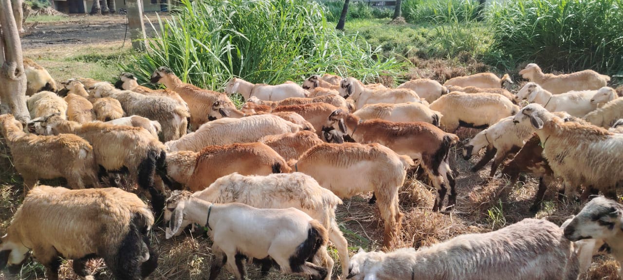 PMV Goat Farm herd in Krishnagiri, Tamil Nadu